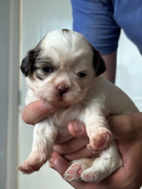 Shih Tzu puppies for sale in Great Sankey, Cheshire – 3 weeks old - Image 3 of 3