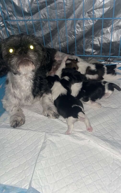 Shih Tzu puppies for sale in Spennymoor, Durham – 6 weeks old