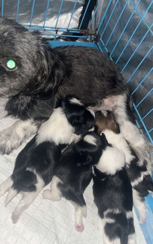 Shih Tzu puppies for sale in Spennymoor, Durham – 6 weeks old - Image 2 of 3