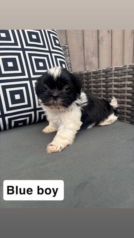 Shih Tzu puppies for sale in Spennymoor, Durham – 6 weeks old - Image 3 of 3