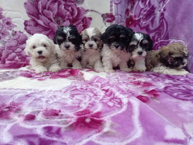 Shih Tzu puppies for sale in Warrington, Cheshire – 9 weeks old