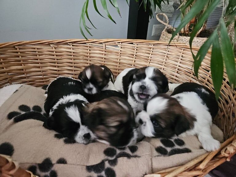 Shih Tzu puppies for sale in Livingston, West Lothian – 3 weeks old