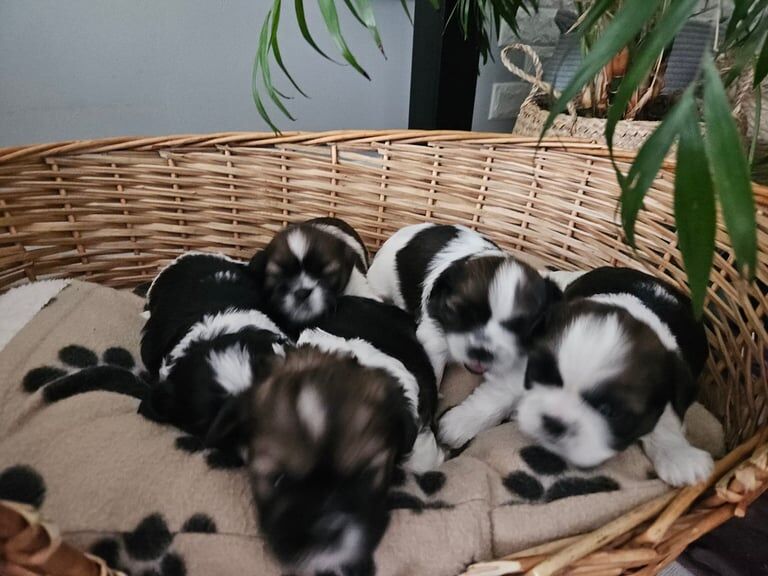 Shih Tzu puppies for sale in Livingston, West Lothian – 3 weeks old - Image 2 of 3