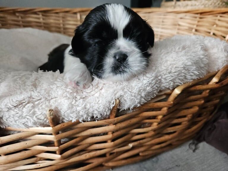 Shih Tzu puppies for sale in Livingston, West Lothian – 3 weeks old - Image 3 of 3