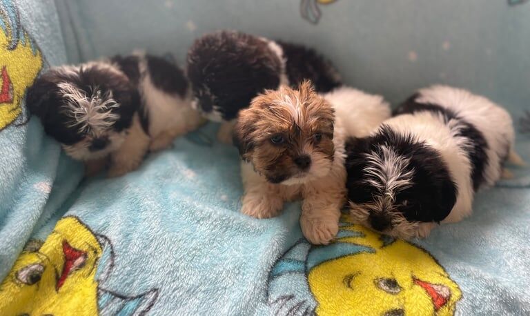 Shih Tzu puppies for sale in Houghton-le-Spring, Tyne and Wear – 8 weeks old