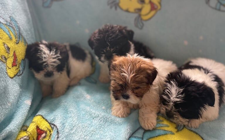 Shih Tzu puppies for sale in Houghton-le-Spring, Tyne and Wear – 8 weeks old - Image 2 of 3