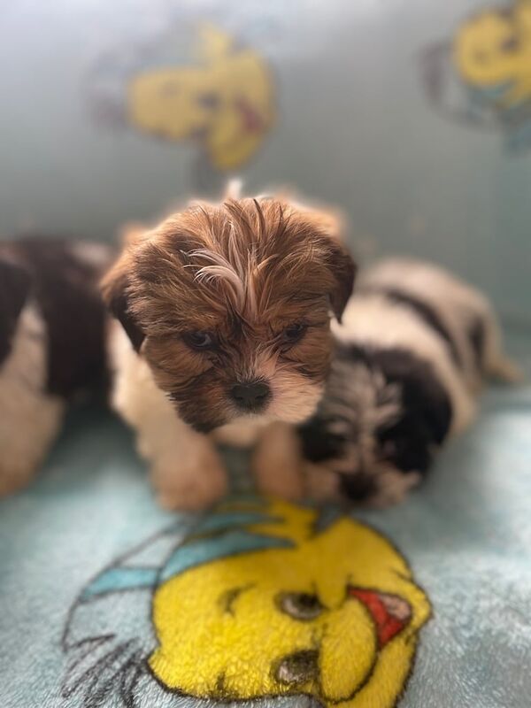 Shih Tzu puppies for sale in Houghton-le-Spring, Tyne and Wear – 8 weeks old - Image 3 of 3