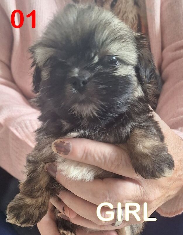 Shih Tzu puppies for sale in Wisbech, Cambridgeshire – 5 weeks old