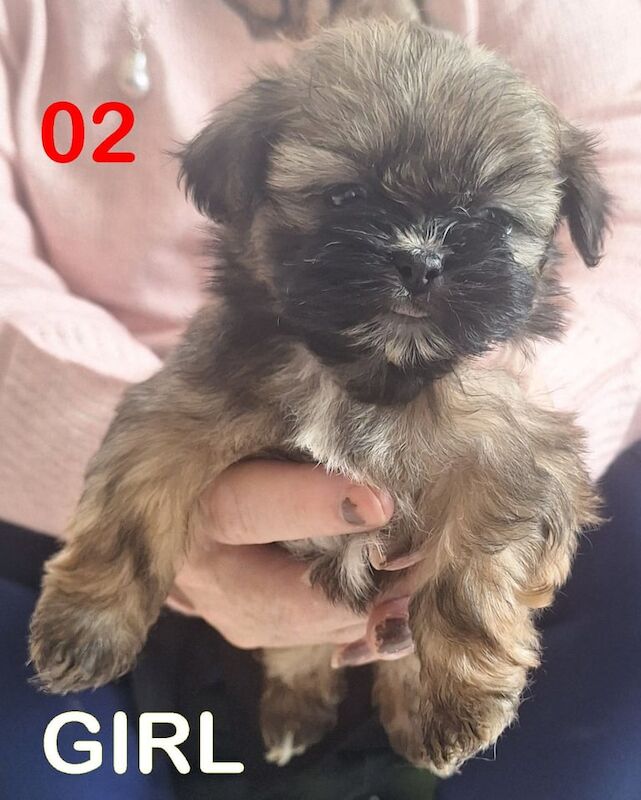 Shih Tzu puppies for sale in Wisbech, Cambridgeshire – 5 weeks old - Image 2 of 3