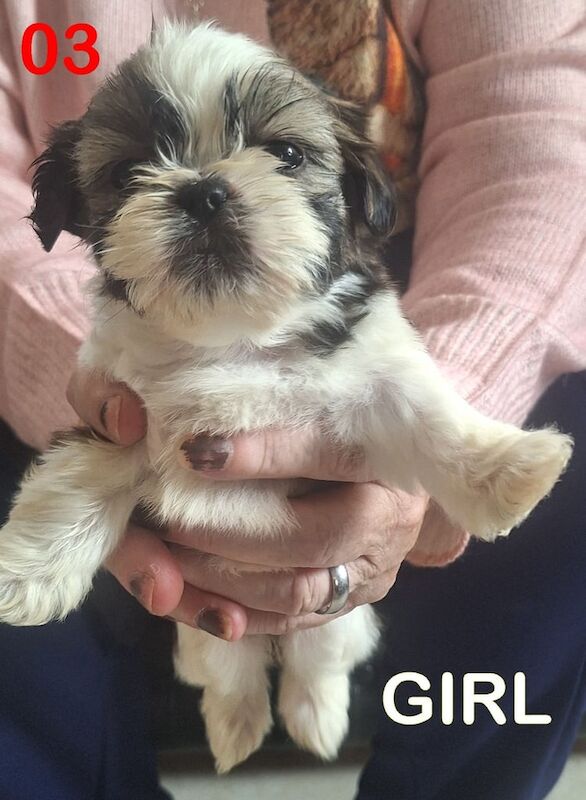 Shih Tzu puppies for sale in Wisbech, Cambridgeshire – 5 weeks old - Image 3 of 3