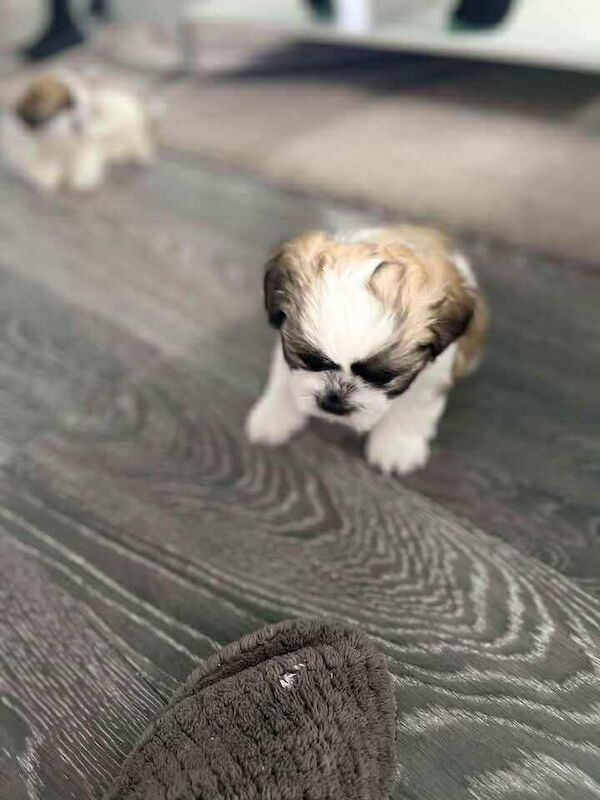 Shih Tzu puppies for sale in Harwich, Essex – 8 weeks old