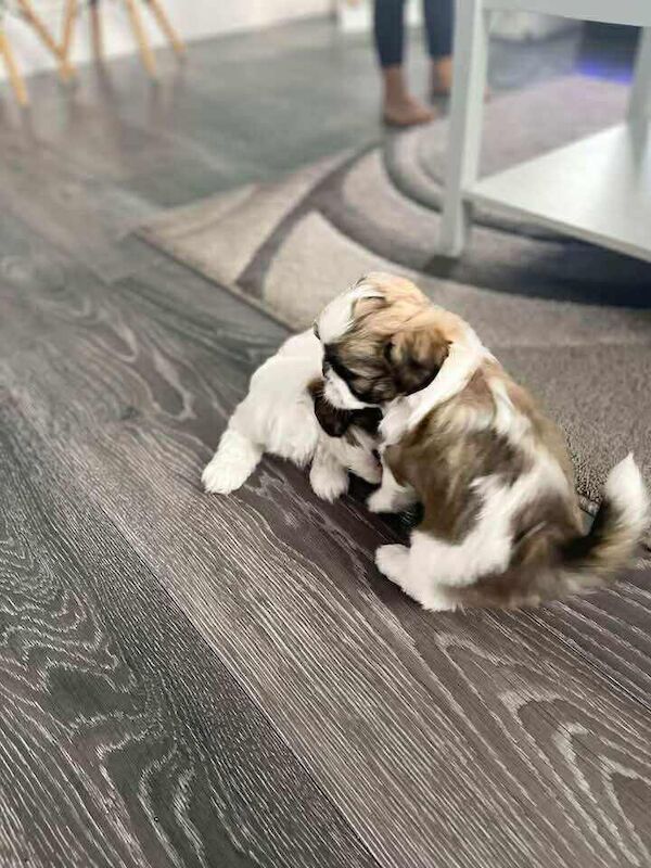 Shih Tzu puppies for sale in Harwich, Essex – 8 weeks old - Image 2 of 2