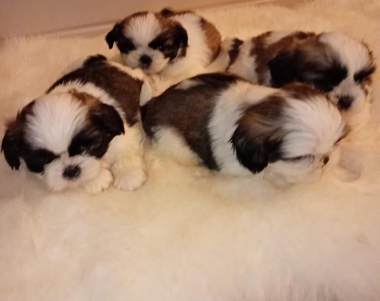 Shih Tzu puppies for sale in Dagenham, Greater London – 8 weeks old