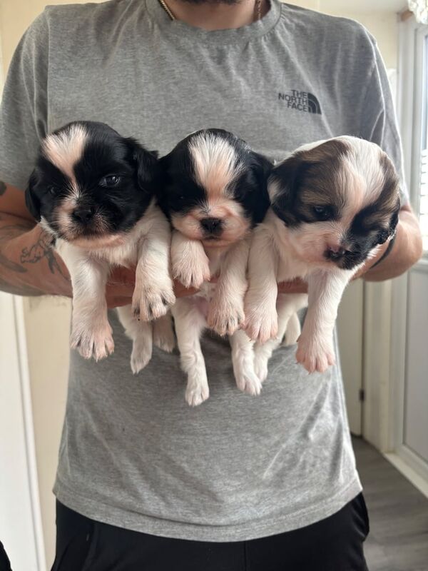 Shih Tzu puppies for sale in Bransholme, East Riding of Yorkshire β 4 weeks old