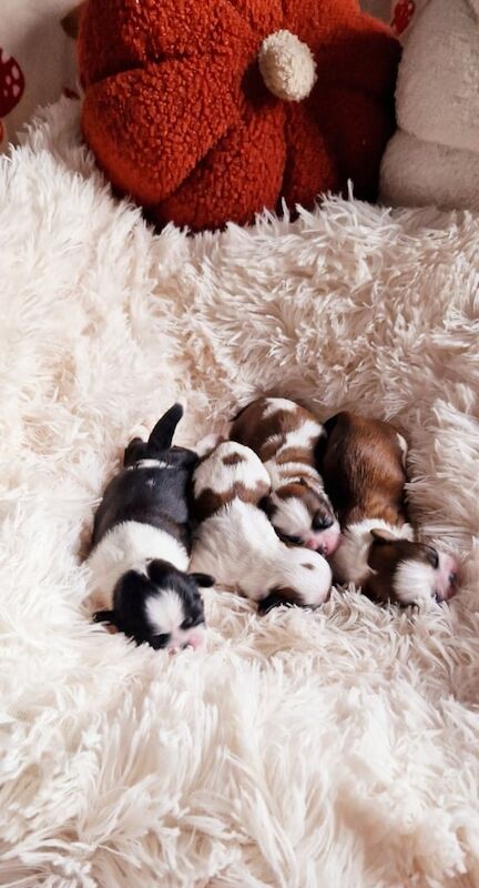 Shih Tzu puppies for sale in Ballymoney, County Antrim – KC registered, 2 weeks old