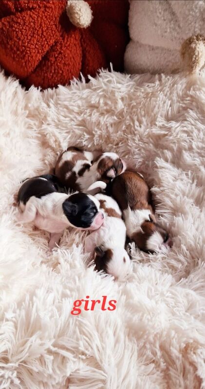 Shih Tzu puppies for sale in Ballymoney, County Antrim – KC registered, 2 weeks old - Image 2 of 3
