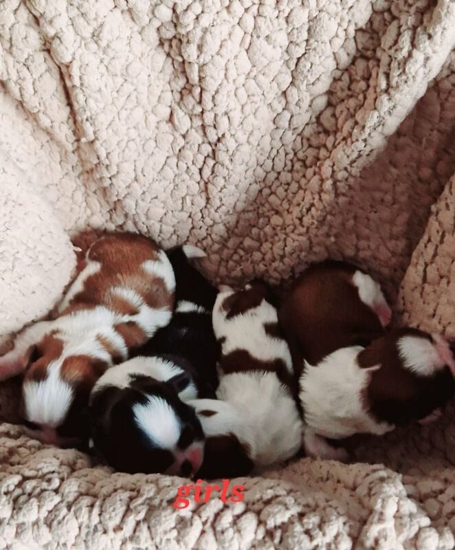 Shih Tzu puppies for sale in Ballymoney, County Antrim – KC registered, 2 weeks old - Image 3 of 3
