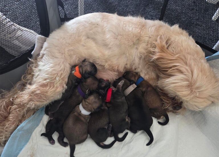 Shih Tzu puppies for sale in Belle Isle, West Yorkshire – KC registered, 2 weeks old