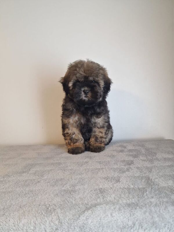Shih Tzu puppies for sale in Newtownabbey, County Antrim – KC registered, 9 weeks old - Image 2 of 4