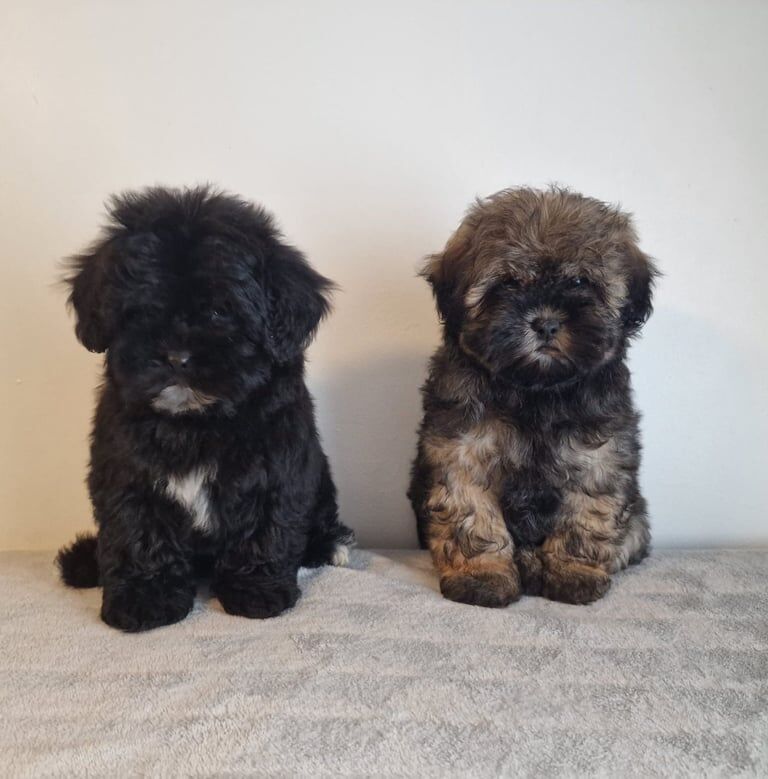 Shih Tzu puppies for sale in Newtownabbey, County Antrim – KC registered, 9 weeks old - Image 3 of 4