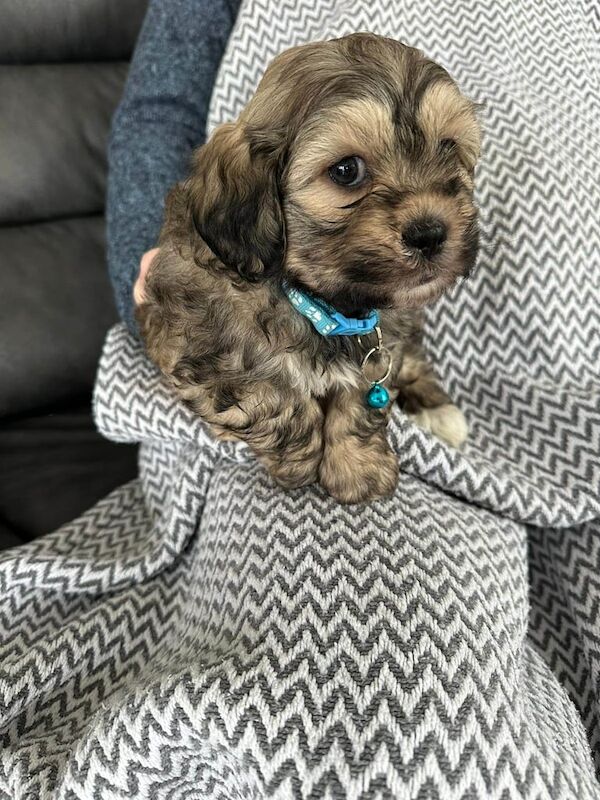Shih Tzu puppies for sale in Aberdeen, City of Aberdeen – 7 weeks old