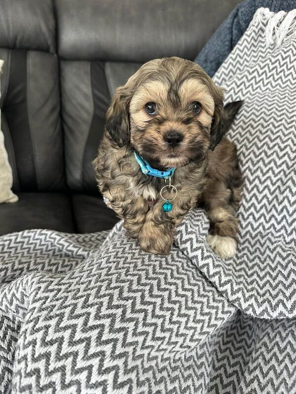 Shih Tzu puppies for sale in Aberdeen, City of Aberdeen – 7 weeks old - Image 3 of 4
