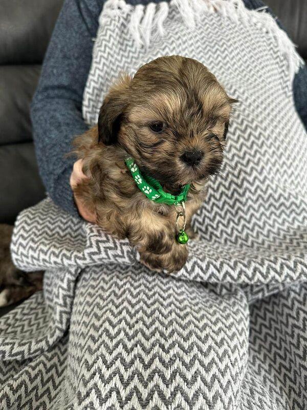 Shih Tzu puppies for sale in Aberdeen, City of Aberdeen – 7 weeks old - Image 4 of 4