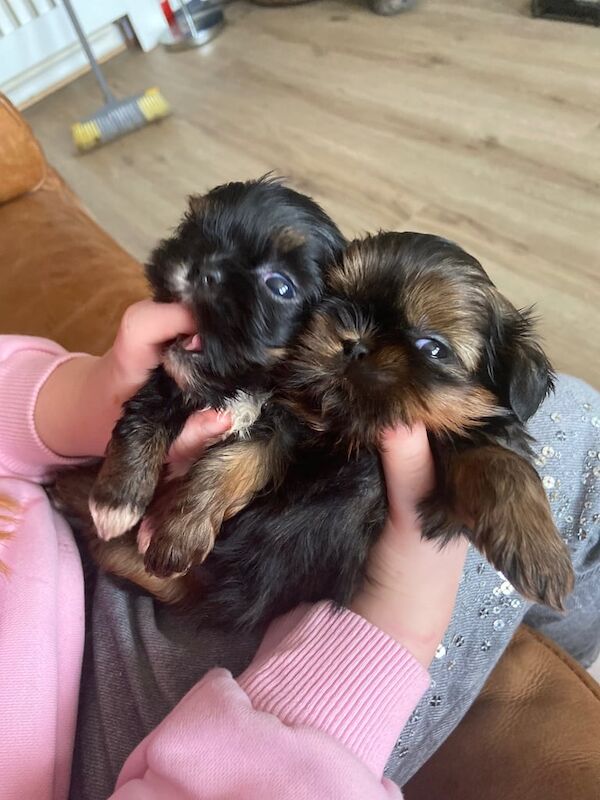 Shih Tzu puppies for sale in Largs, Ayrshire and Arran – 6 weeks old