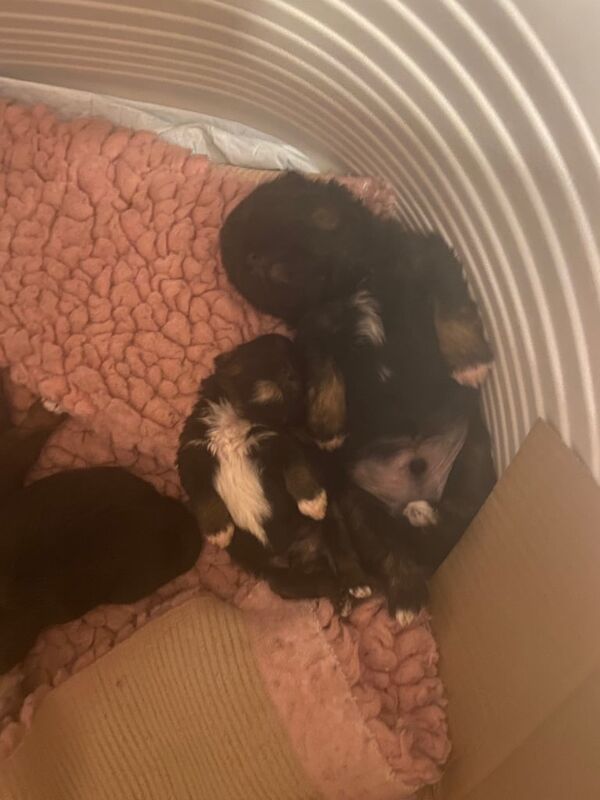 Shih Tzu puppies for sale in Largs, Ayrshire and Arran – 3 months old - Image 2 of 4