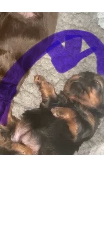 Shih Tzu puppies for sale in Largs, Ayrshire and Arran – 3 months old - Image 3 of 4