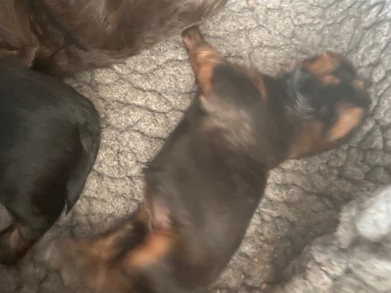 Shih Tzu puppies for sale in Largs, Ayrshire and Arran – 3 months old - Image 4 of 4