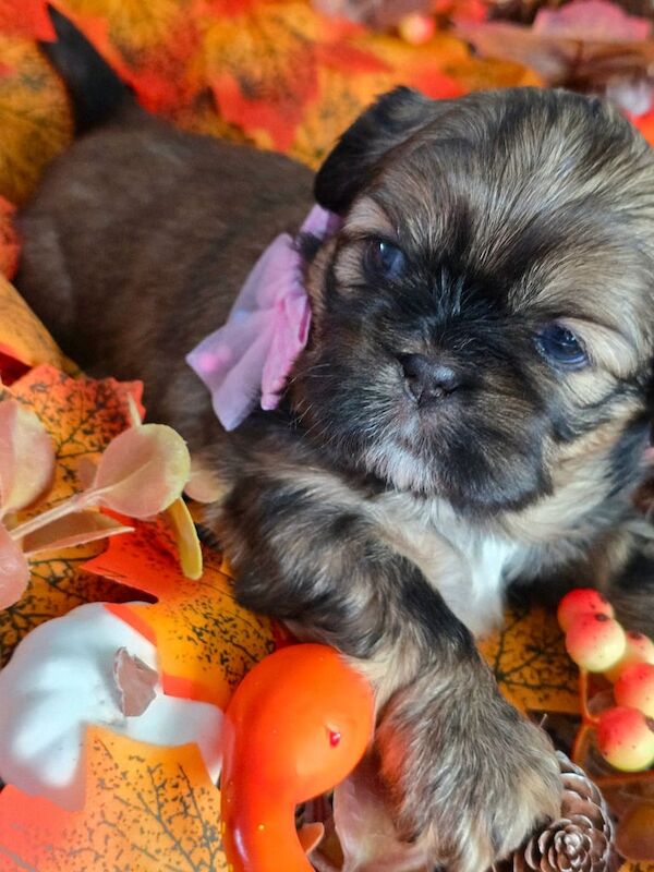 Shih Tzu puppies for sale in North Motherwell, Lanarkshire – 4 weeks old