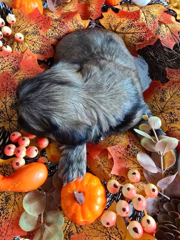 Shih Tzu puppies for sale in North Motherwell, Lanarkshire – 12 weeks old - Image 3 of 6