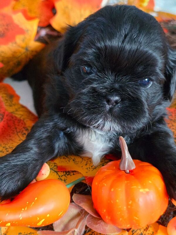 Shih Tzu puppies for sale in North Motherwell, Lanarkshire – 12 weeks old - Image 4 of 6