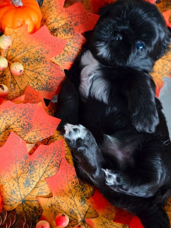 Shih Tzu puppies for sale in North Motherwell, Lanarkshire – 12 weeks old - Image 5 of 6