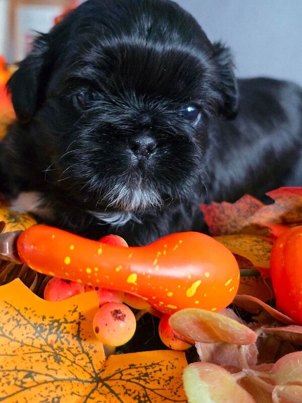 Shih Tzu puppies for sale in North Motherwell, Lanarkshire – 12 weeks old - Image 6 of 6