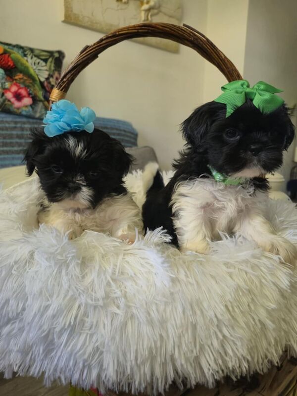 Shih Tzu puppies for sale in Basildon, Essex – 8 weeks old