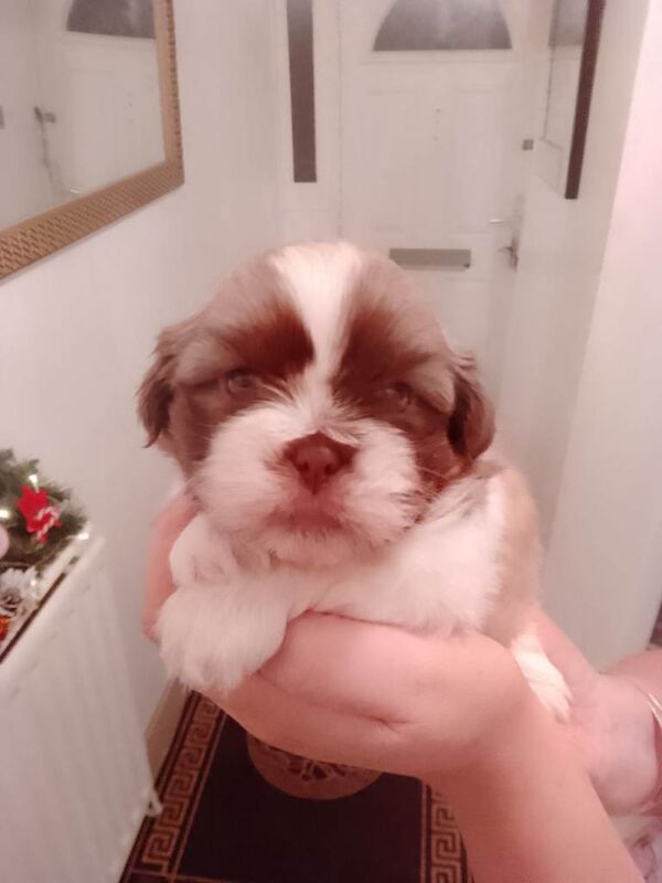 Shih Tzu puppies for sale in Willenhall, West Midlands – 7 weeks old