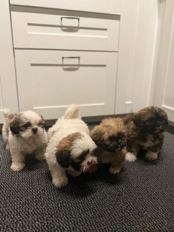 Shih Tzu puppies for sale in Newtownabbey, County Antrim – KC registered, 8 weeks old