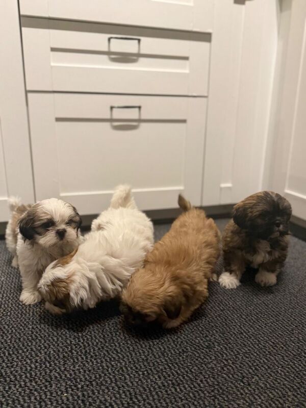 Shih Tzu puppies for sale in Newtownabbey, County Antrim – KC registered, 8 weeks old - Image 2 of 3
