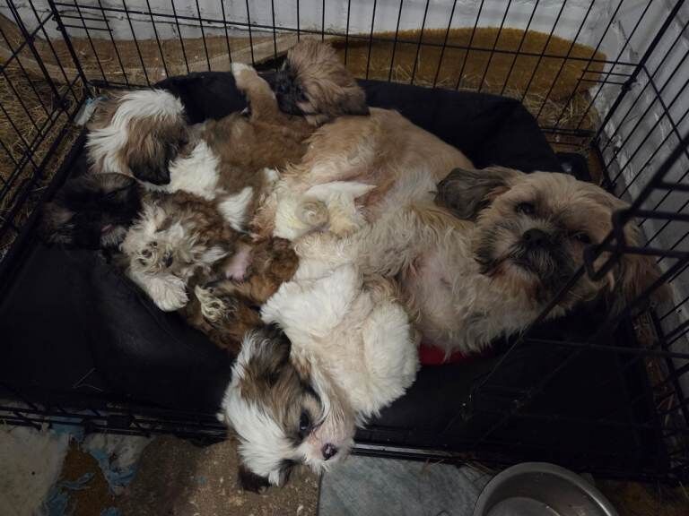 Shih Tzu puppies for sale in Newtownabbey, County Antrim – KC registered, 8 weeks old - Image 3 of 3