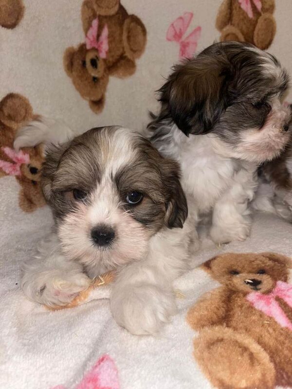 Shih Tzu puppies for sale in Dagenham, Greater London – 8 weeks old - Image 3 of 4