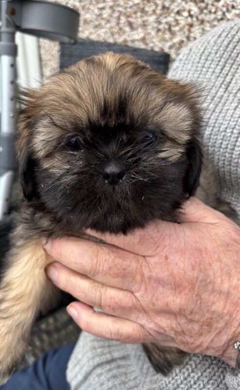 Shih Tzu puppies for sale in Kelty, Fife – 8 weeks old - Image 2 of 3