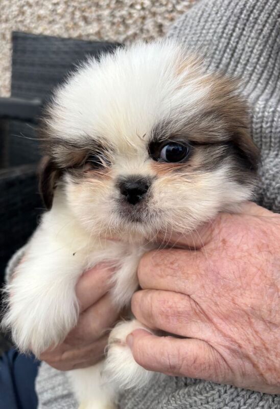 Shih Tzu puppies for sale in Kelty, Fife – 8 weeks old - Image 3 of 3
