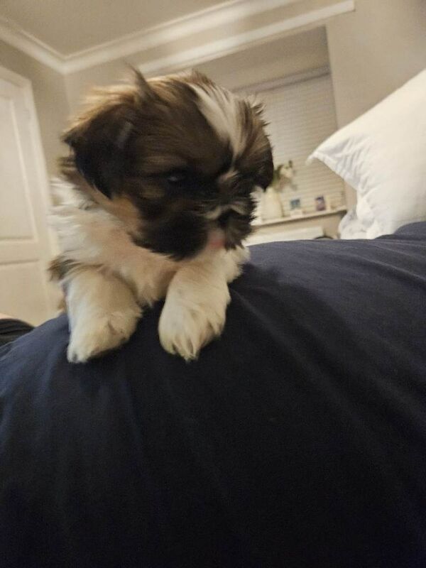 Shih Tzu puppies for sale in Leyland, Lancashire – 5 weeks old - Image 2 of 3