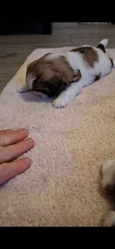 Shih Tzu puppies for sale in Leyland, Lancashire – 5 weeks old - Image 3 of 3