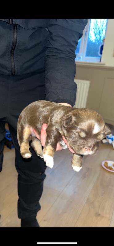 Shih Tzu puppies for sale in Middlesbrough, North Yorkshire – 1 week old