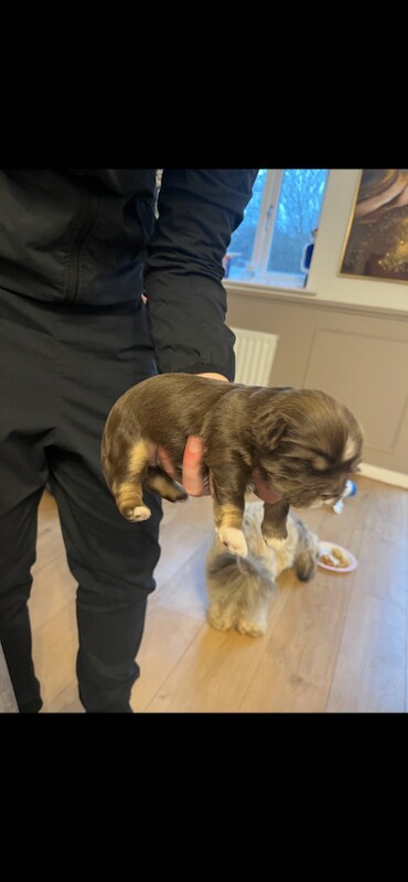 Shih Tzu puppies for sale in Middlesbrough, North Yorkshire – 1 week old - Image 2 of 3