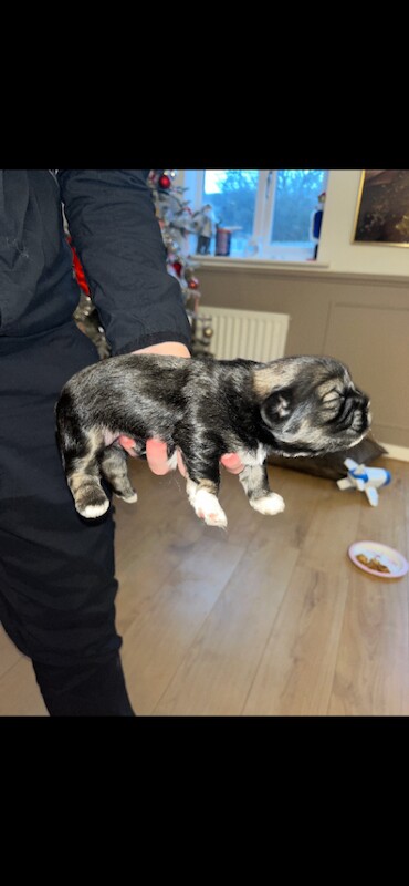 Shih Tzu puppies for sale in Middlesbrough, North Yorkshire – 1 week old - Image 3 of 3
