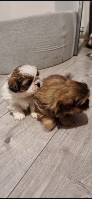 Shih Tzu puppies for sale in Kirkintilloch, Dunbartonshire – 7 weeks old